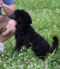 A photo of Bella, a blue standard poodle