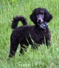 A photo of Bella, a blue standard poodle