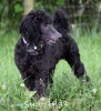 A photo of Bella, a blue standard poodle