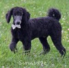 A picture of Wilshire, an abstract blue standard poodle puppy