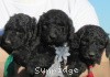 A photo of Sunridge Midnight Warrior, a blue standard poodle