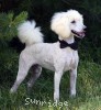 A photo of Sunridge White Knight Of My Dreamz, a white standard poodle