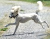 A photo of Sunridge White Knight Of My Dreamz, a white standard poodle