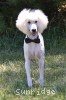 A photo of Sunridge White Knight Of My Dreamz, a white standard poodle