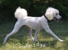 A photo of Sunridge White Knight Of My Dreamz, a white standard poodle