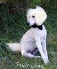 A photo of Sunridge White Knight Of My Dreamz, a white standard poodle