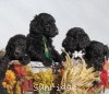 A photo of Sunridge Midnight Warrior, a blue standard poodle