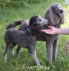 A photo of Grienlee, a silver standard poodle puppy