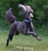 A photo of Sunridge Impressive Twilight Dream, an abstract blue standard poodle