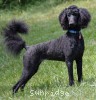 A photo of Sunridge Impressive Twilight Dream, an abstract blue standard poodle