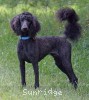 A photo of Sunridge Impressive Twilight Dream, an abstract blue standard poodle