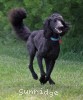 A photo of Sunridge Impressive Twilight Dream, an abstract blue standard poodle