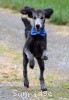 A photo of Belton, a silver standard poodle
