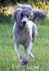 A photo of Sunridge Untouchable Moonlight Vision, a silver standard poodle