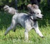 A photo of Prairieland Silver Knight, a silver standard poodle