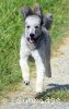 A photo of Prairieland Silver Knight, a silver standard poodle