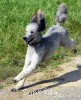 A photo of Prairieland Silver Knight, a silver standard poodle