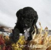 A photo of Sunridge Midnight Warrior, a blue standard poodle