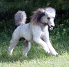 A photo of Prairieland Silver Knight, a silver standard poodle