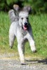 A photo of Prairieland Silver Knight, a silver standard poodle