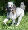 A photo of Prairieland Silver Knight, a silver standard poodle