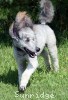 A photo of Prairieland Silver Knight, a silver standard poodle