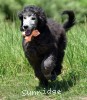 A photo of Sunridge Untouchable Midnight Princess, a silver standard poodle