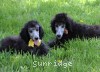 A photo of Sunridge Untouchable Midnight Princess, a silver standard poodle