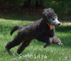 A photo of Sunridge Untouchable Midnight Princess, a silver standard poodle