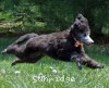 A photo of Sunridge Untouchable Midnight Princess, a silver standard poodle