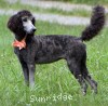 A photo of Sunridge Untouchable Midnight Princess, a silver standard poodle