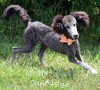 A photo of Sunridge Untouchable Midnight Princess, a silver standard poodle