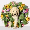 A photo of Banner, a white standard poodle puppy