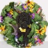 A photo of Sunridge Unforgettable Moonlight Princess, a black standard poodle