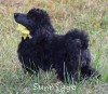 A photo of Yamina, an abstract blue standard poodle