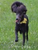 A photo of Yamina, an abstract blue standard poodle