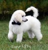 A photo of Banner, a white standard poodle puppy