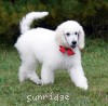 A photo of Sunridge Unforgettable Moonlight Prince, a white standard poodle