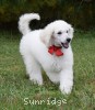 A photo of Rudy, a white standard poodle puppy