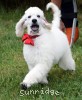 A photo of Sunridge Unforgettable Moonlight Prince, a white standard poodle