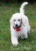 A photo of Sunridge Unforgettable Moonlight Prince, a white standard poodle