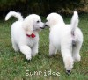 A photo of Sunridge Unforgettable Moonlight Prince, a white standard poodle