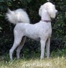 A photo of Penelope, a white standard poodle