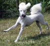 A photo of Penelope, a white standard poodle