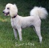 A photo of Penelope, a white standard poodle