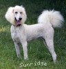 A photo of Penelope, a white standard poodle
