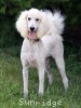A photo of Penelope, a white standard poodle