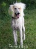 A photo of Penelope, a white standard poodle