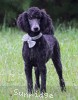 A photo of Wycliff, an abstract blue standard poodle puppy