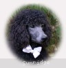 A photo of Wycliff, an abstract blue standard poodle puppy
